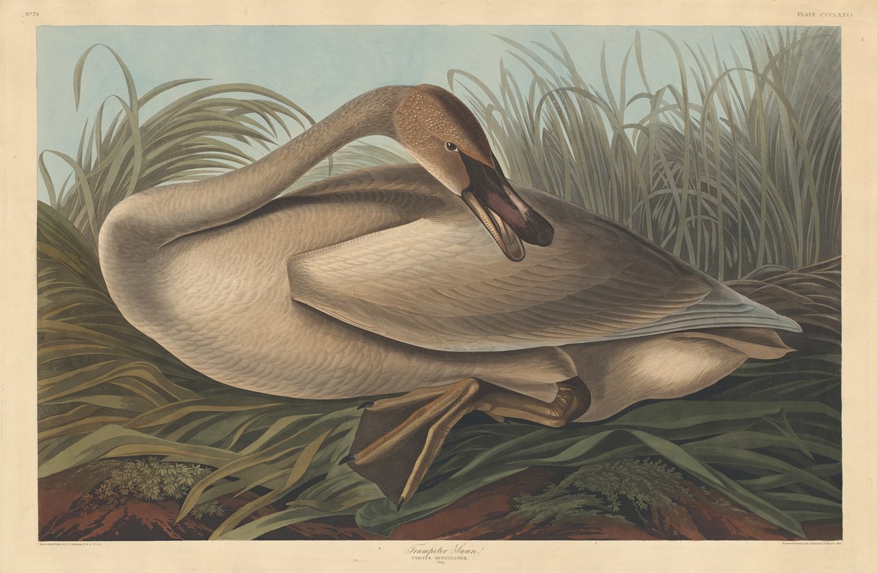 Trumpetisti Joutsen tekijältä Robert Havell after John James Audubon