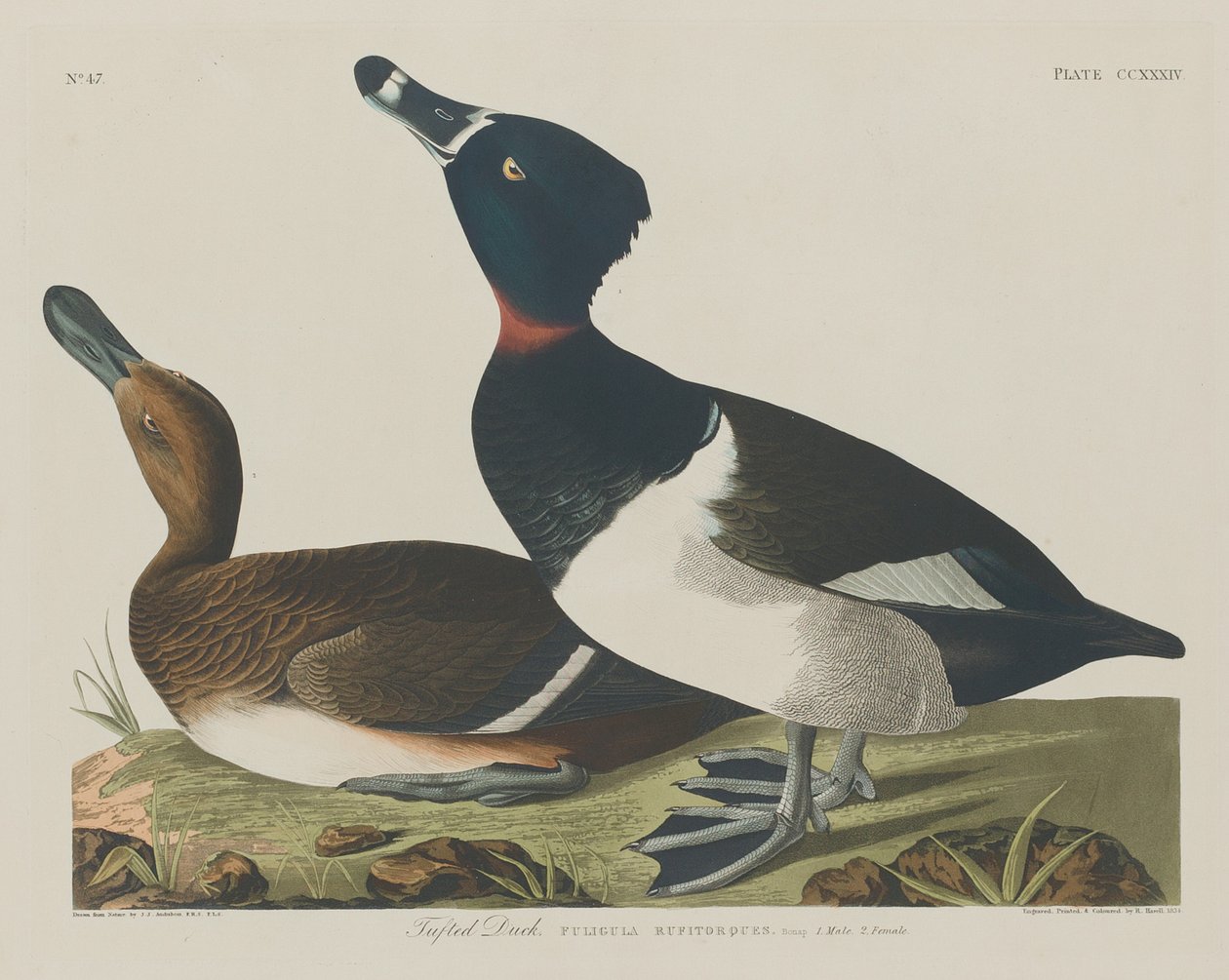 Tuftattu ankka tekijältä Robert Havell after John James Audubon