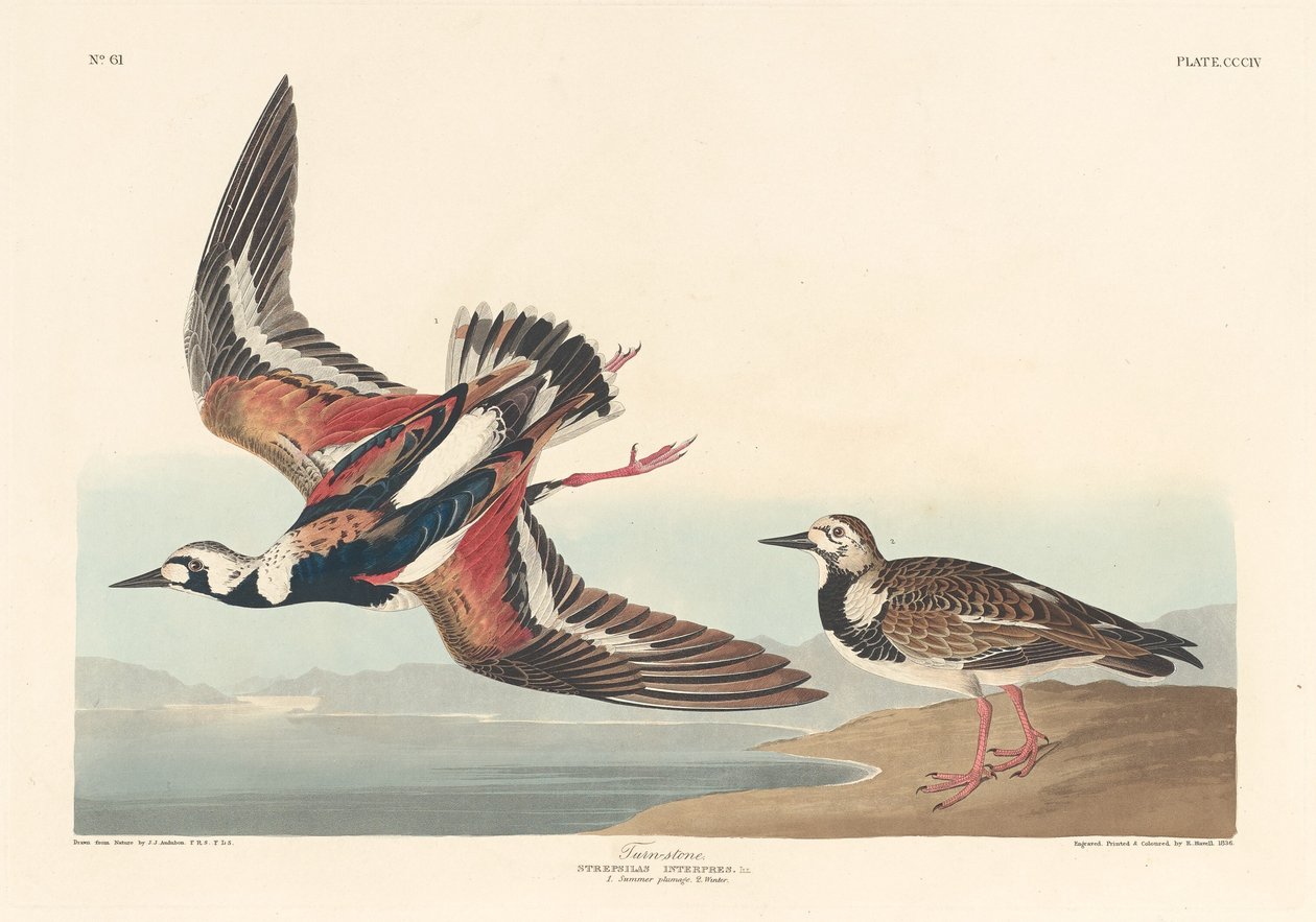 Kääntökivi tekijältä Robert Havell after John James Audubon