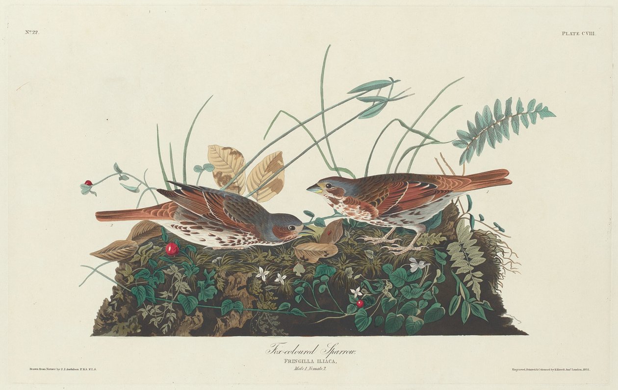 Kaksivärinen Sparrow tekijältä Robert Havell after John James Audubon