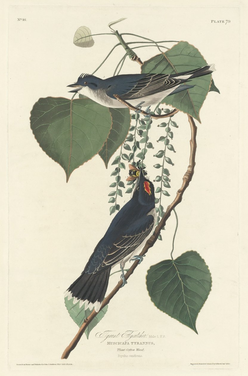 Tyrant Flysieppari tekijältä Robert Havell after John James Audubon