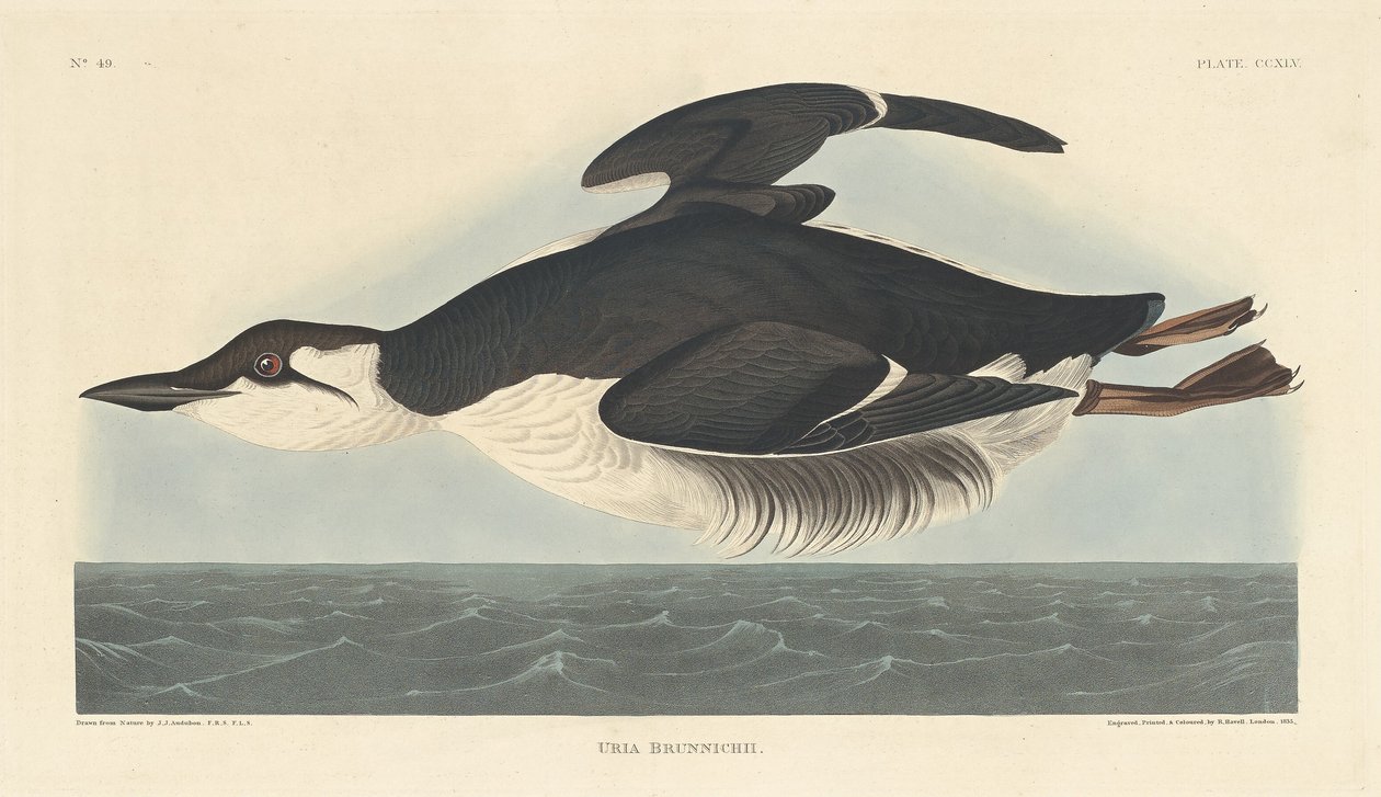 Uriah Brunnichii tekijältä Robert Havell after John James Audubon