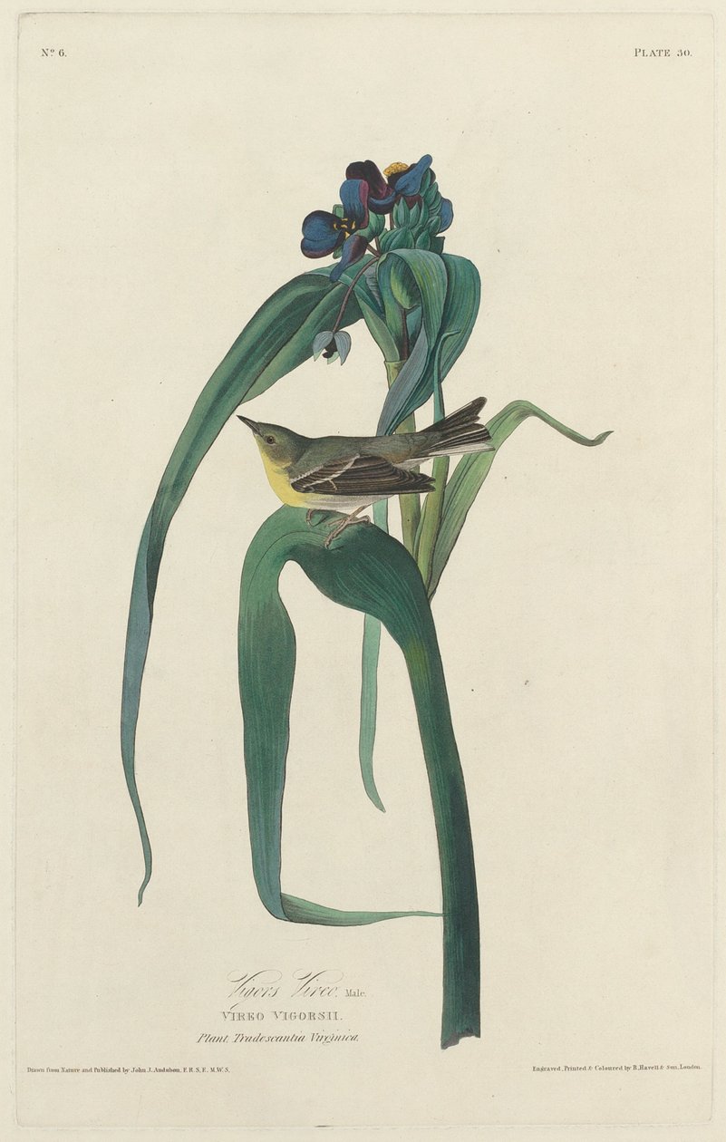 Vigor Vireo tekijältä Robert Havell after John James Audubon