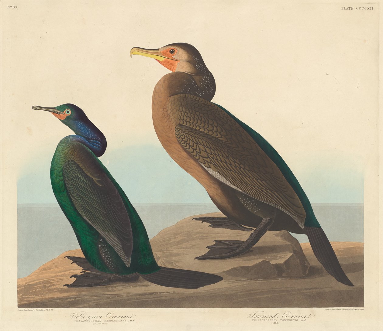 Violetinvihreä merimetso ja Townsendin merimetso tekijältä Robert Havell after John James Audubon