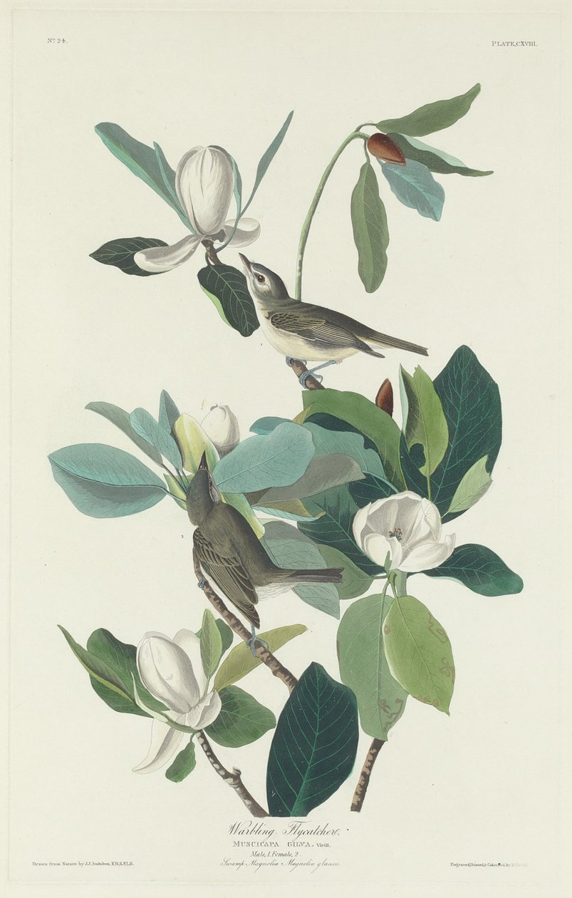 Villivä kärpässieppo tekijältä Robert Havell after John James Audubon