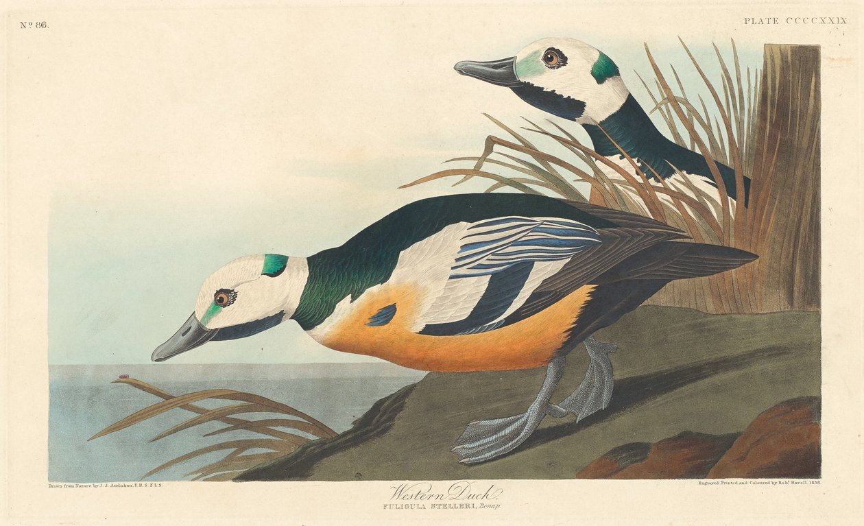 Ànec occidental tekijältä Robert Havell after John James Audubon