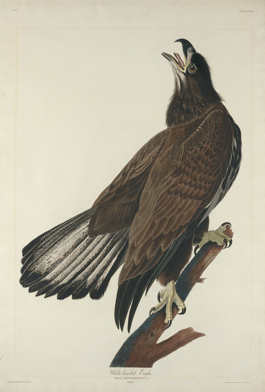 Valkopäinen kotka tekijältä Robert Havell after John James Audubon
