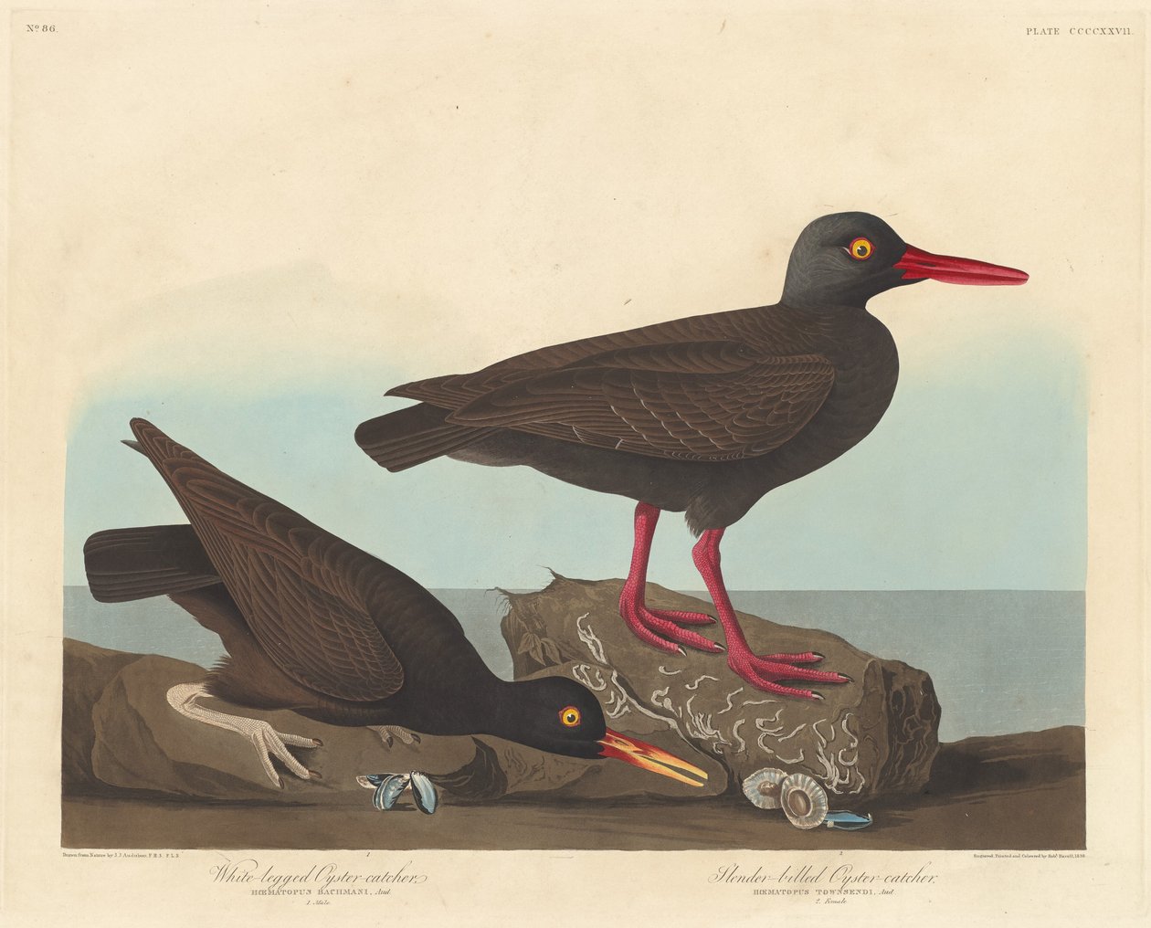 Valkojalkainen osterisieppaaja ja hoikkanokkainen osterisieppaaja tekijältä Robert Havell after John James Audubon