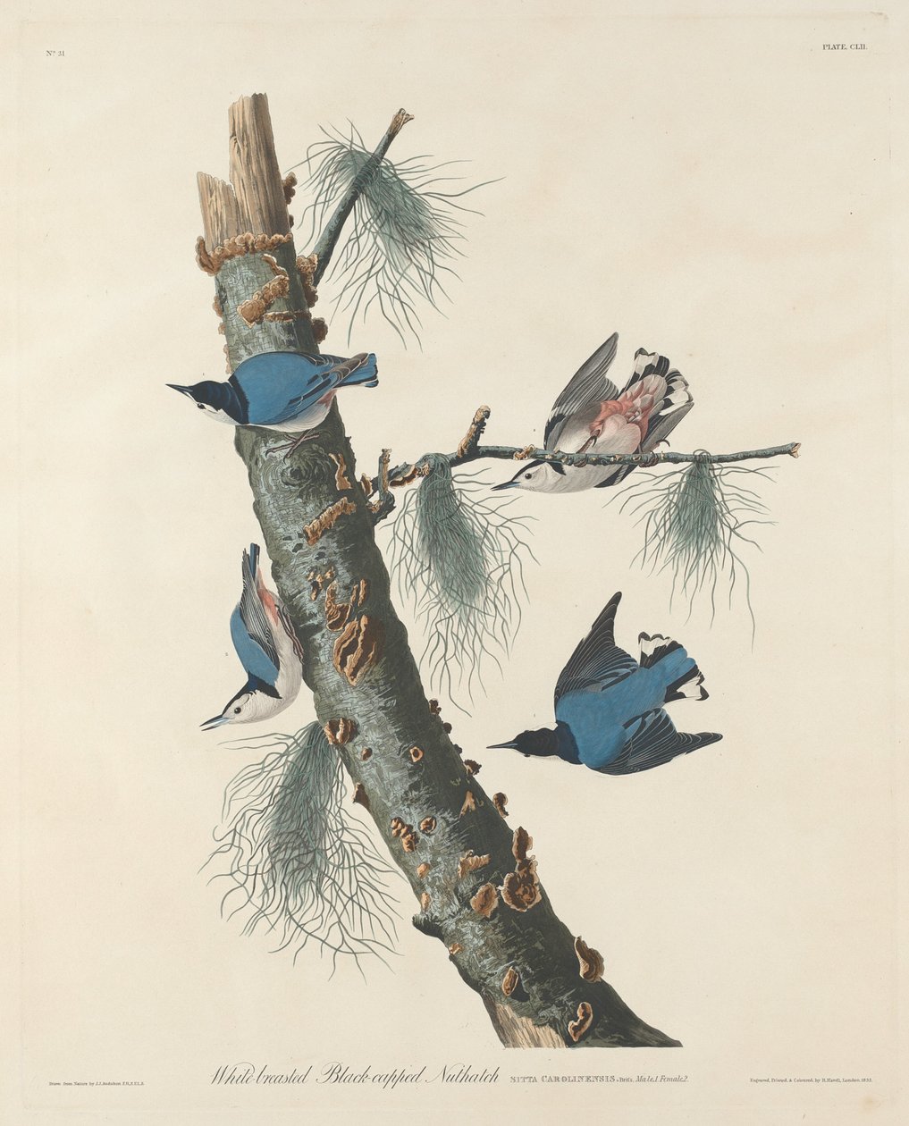 Valkoinen mustapäällinen pähkinähattu tekijältä Robert Havell after John James Audubon