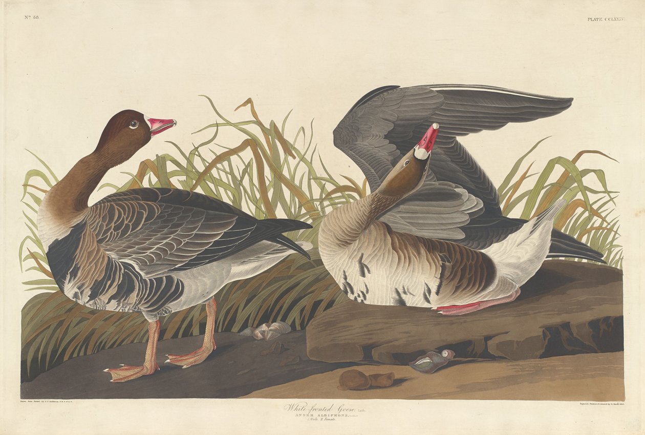 Valkorintahanhi tekijältä Robert Havell after John James Audubon