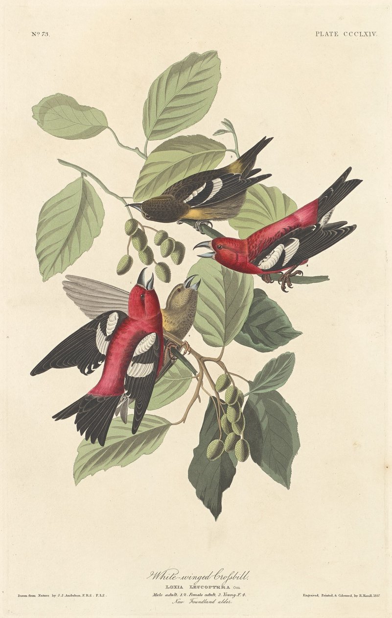 Valkosiipinen ristinokka tekijältä Robert Havell after John James Audubon
