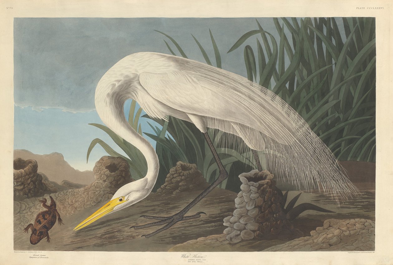 Valkoinen harmaahaikara tekijältä Robert Havell after John James Audubon