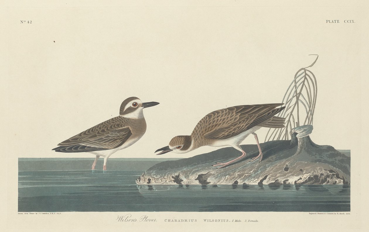 Wilsonin Plover tekijältä Robert Havell after John James Audubon