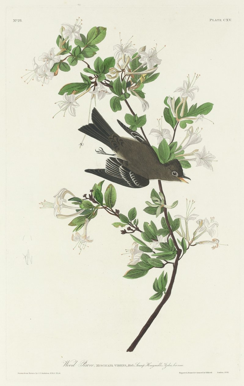 Puu Pewee tekijältä Robert Havell after John James Audubon
