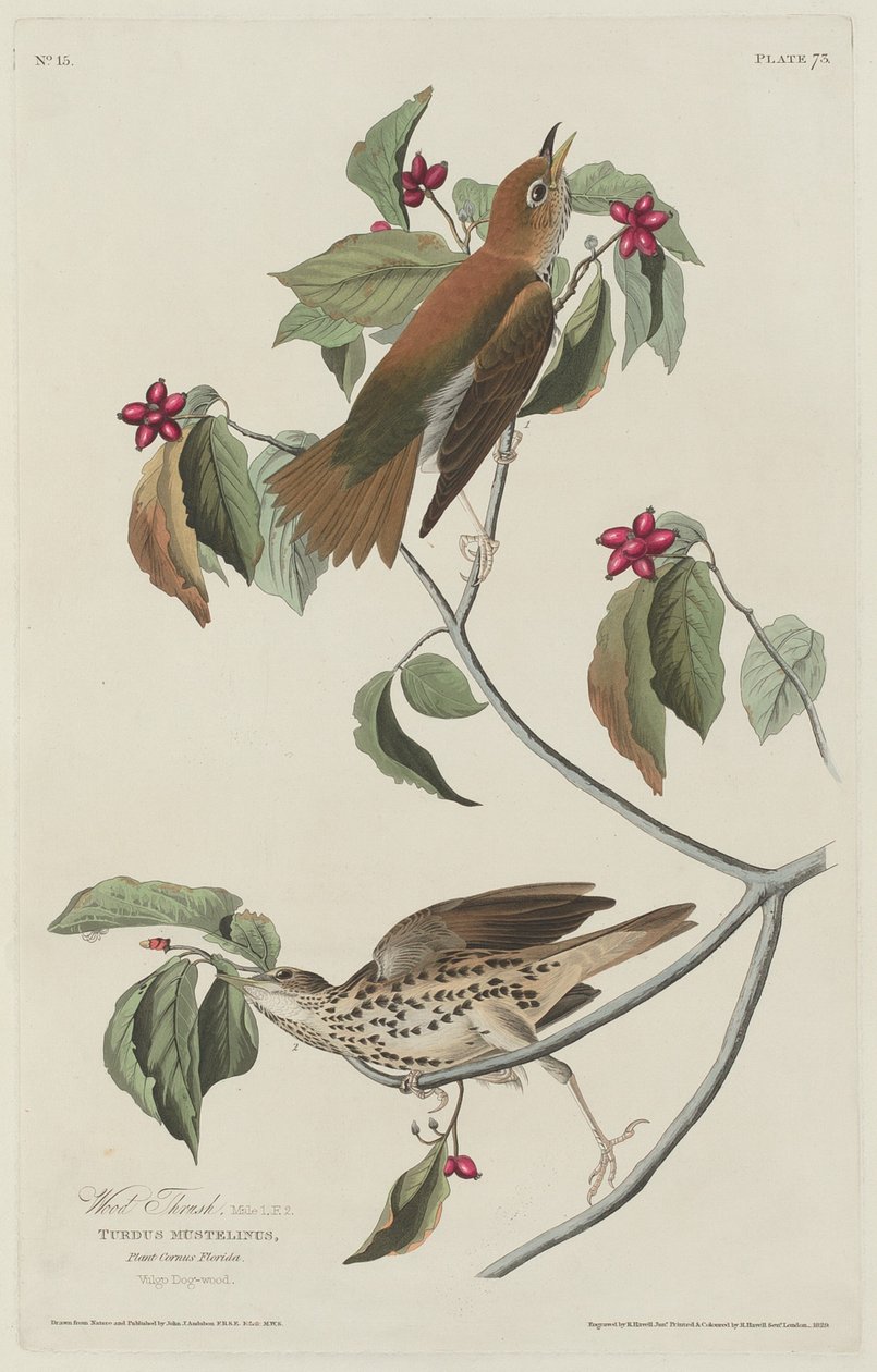 Puinen rastas tekijältä Robert Havell after John James Audubon