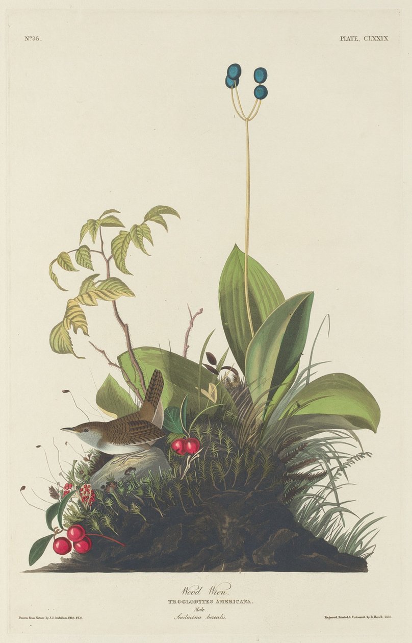 Wood Wren tekijältä Robert Havell after John James Audubon