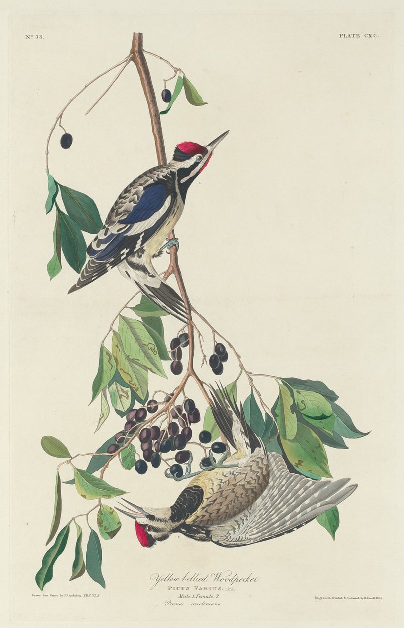 Keltatikka tekijältä Robert Havell after John James Audubon