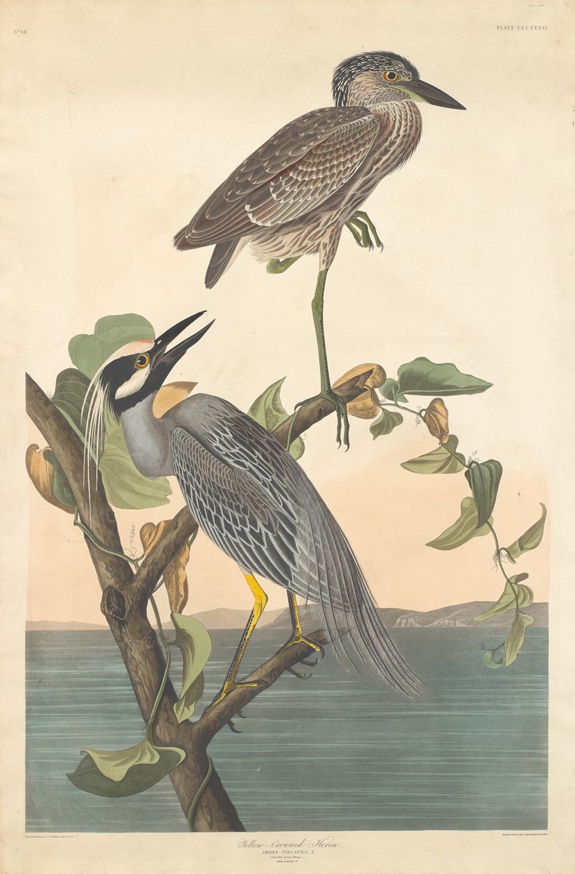 Keltakruunuinen harmaahaikara tekijältä Robert Havell after John James Audubon