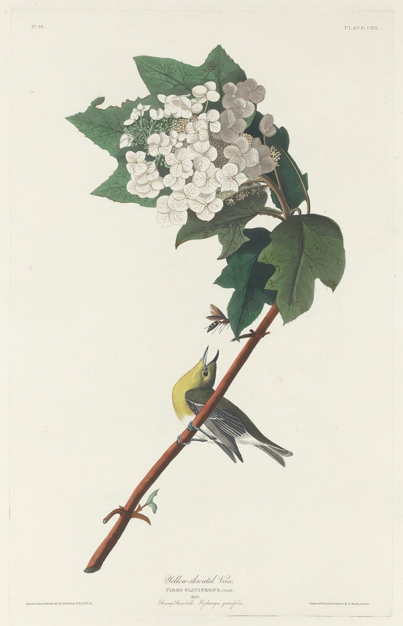 Keltakurkku Vireo tekijältä Robert Havell after John James Audubon
