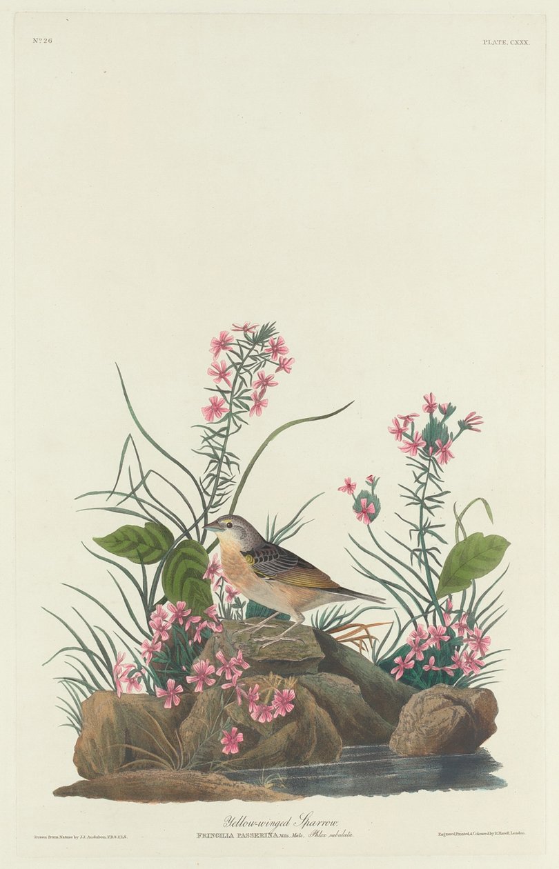 Keltasiipinen varpunen tekijältä Robert Havell after John James Audubon