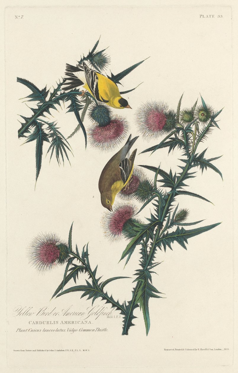 Yellow Bird tai American Goldfinch tekijältä Robert Havell after John James Audubon