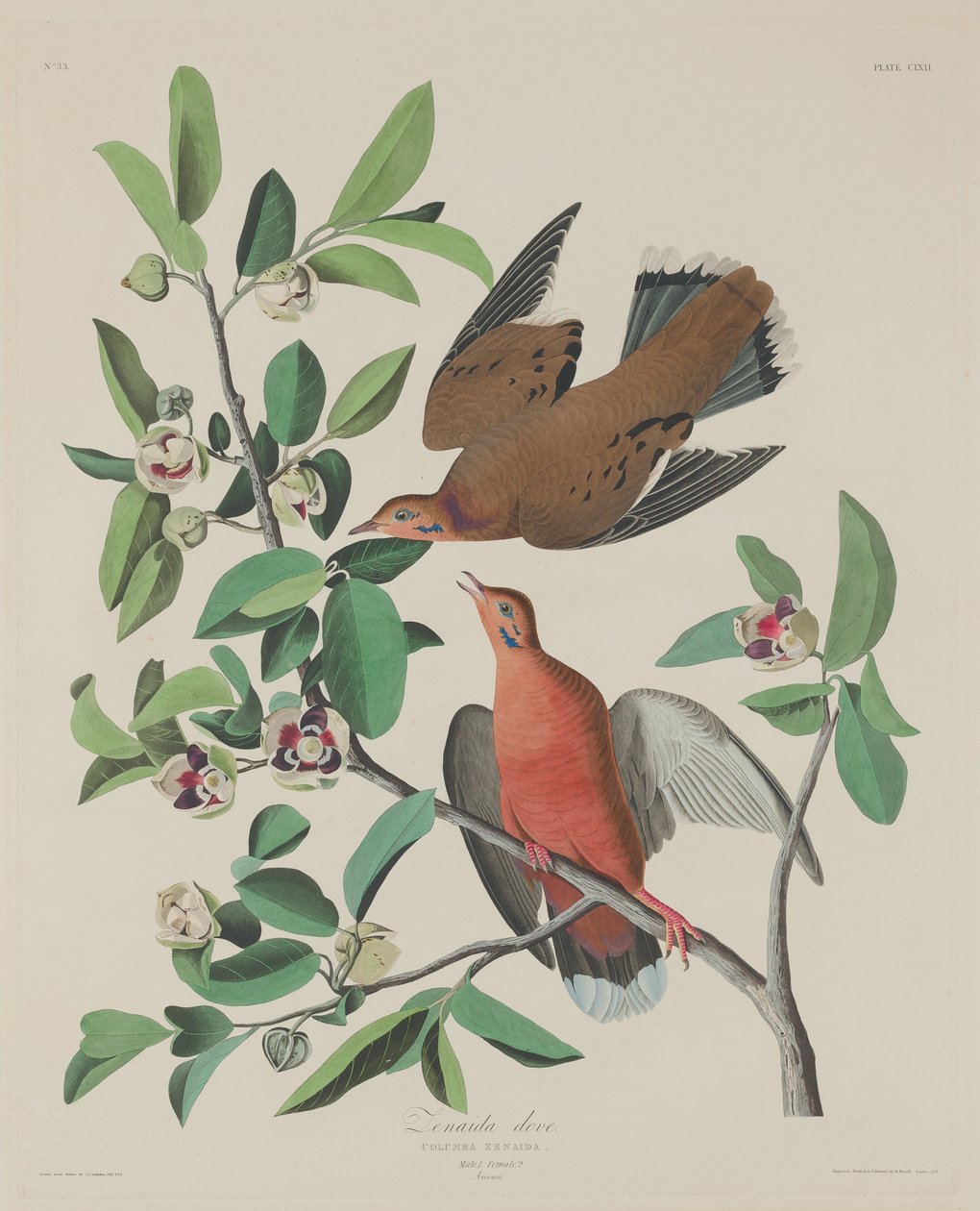 Zenaida Dove tekijältä Robert Havell after John James Audubon