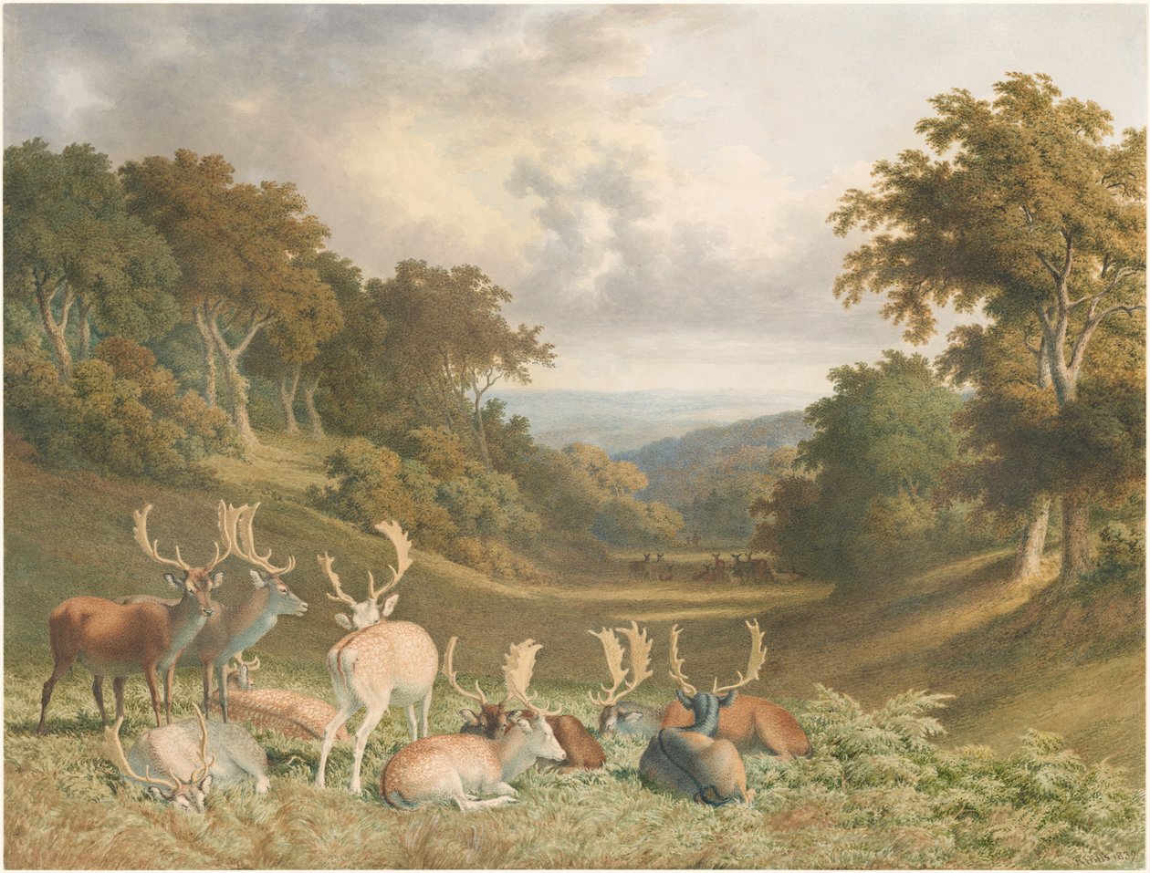 Saksanhirviä Knole Parkissa Kentissä tekijältä Robert Hills