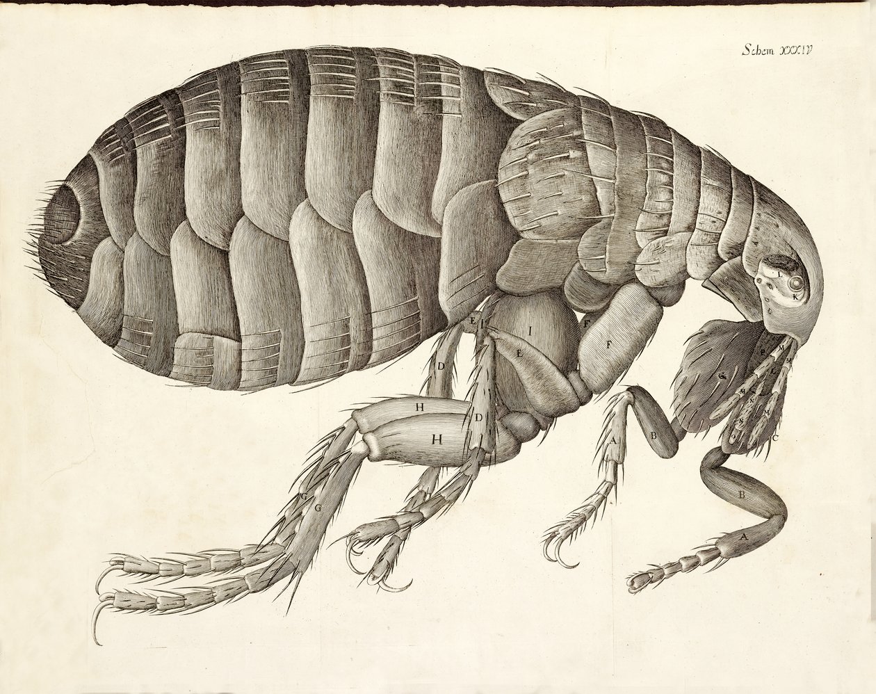 Poikkileikkaus kirppusta Micrographiasta, pub. 1665 tekijältä Robert Hooke