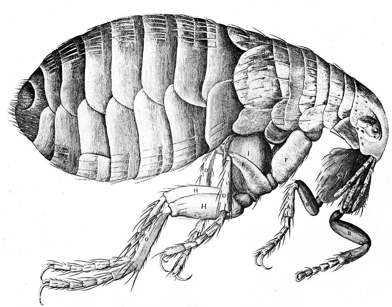 Kirppu, siivetön verta imevä loishyönteis, 1665 tekijältä Robert Hooke
