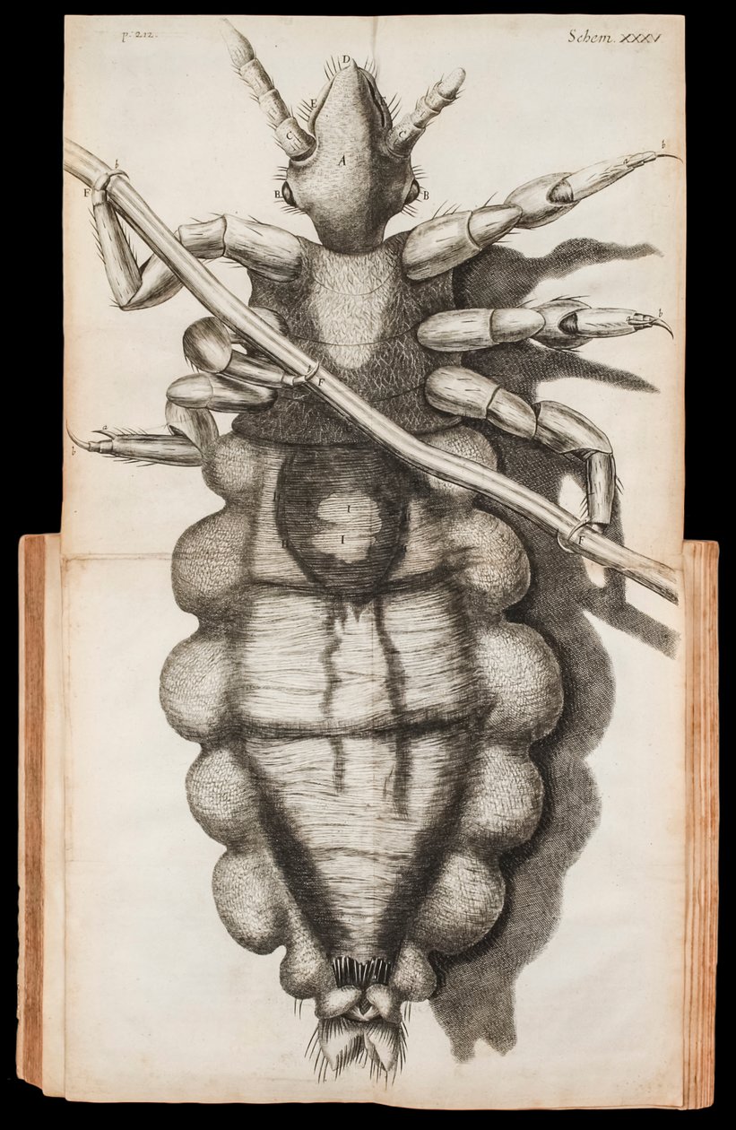 Taitettu kuva täistä hiussäikeessä "Micrographiasta" Robert Hooken vuonna 1665 julkaisemista havainnoista mikroskoopilla tekijältä Robert Hooke