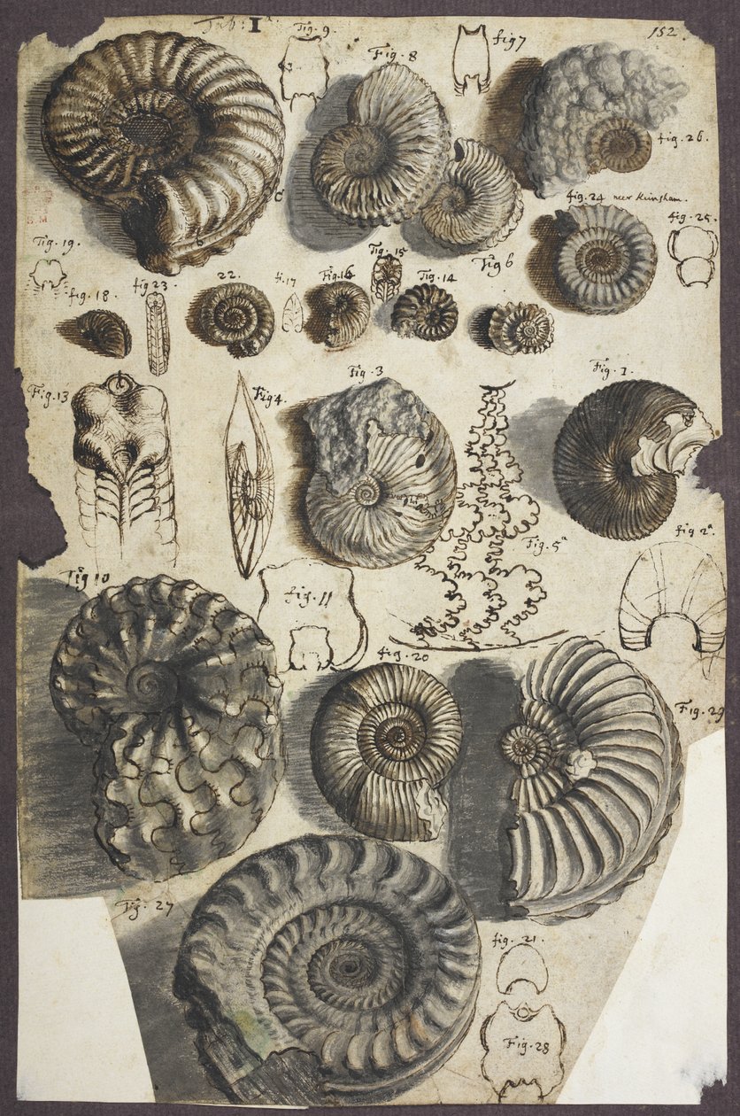rouva Add. 5262, nro 152 käärmekivet (ammoniitit) (kynä ja muste pesulla paperille) tekijältä Robert Hooke