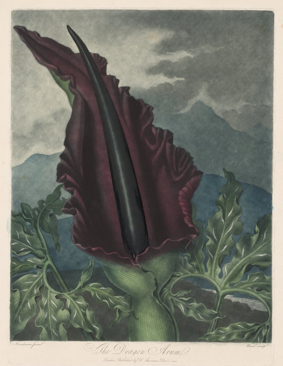 Dragon Arum, Black Calla tai Salomon
