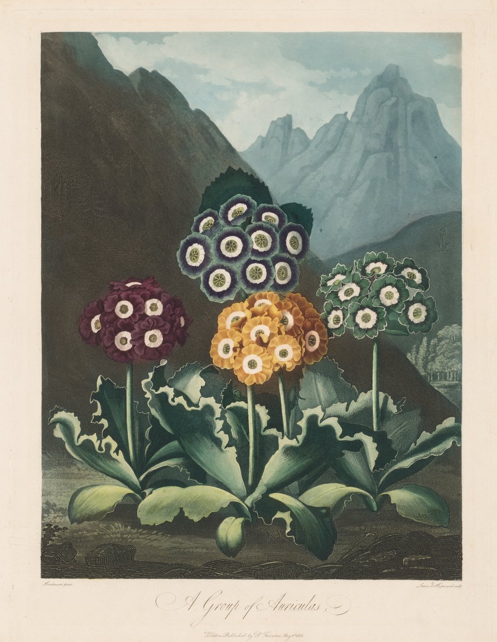 Floran temppeli eli luonnonpuutarha: Auriculas-ryhmä tekijältä Robert John Thornton