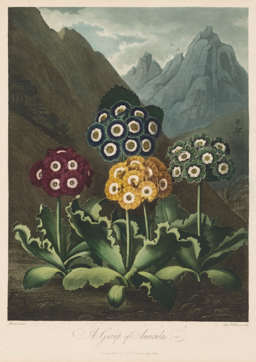 Floran temppeli eli luonnonpuutarha: Auriculas-ryhmä, 1803. tekijältä Robert John Thornton