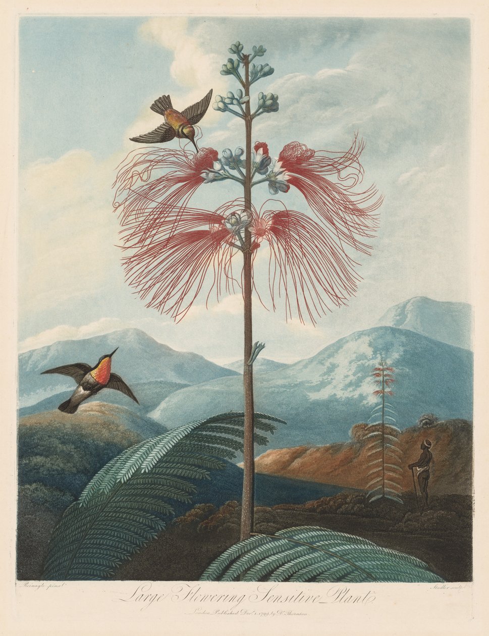 Floran temppeli eli luonnonpuutarha: suuri kukkiva herkkä kasvi, 1799-1807. tekijältä Robert John Thornton