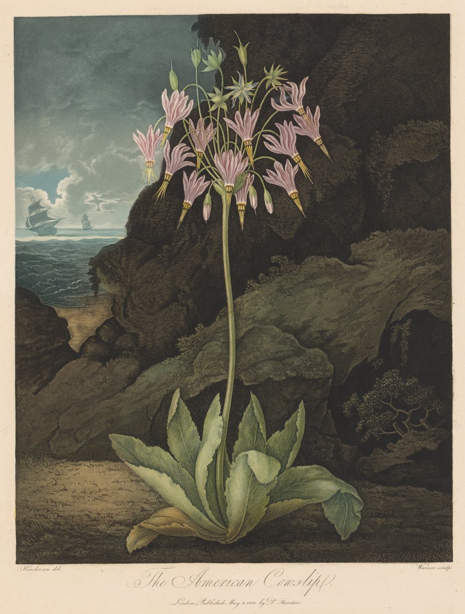 Floran temppeli tai luonnonpuutarha: American Cowslip tekijältä Robert John Thornton