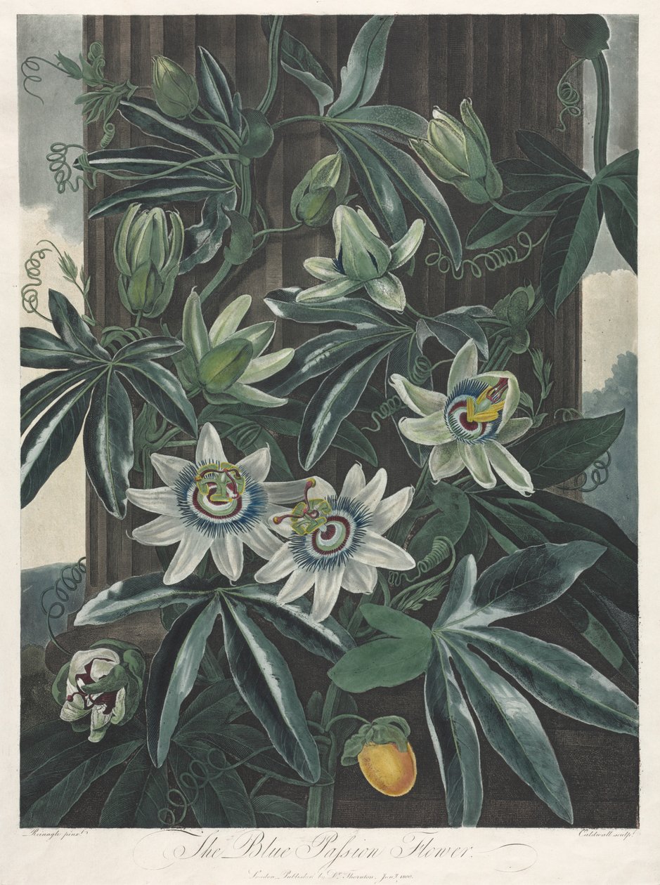 Floran temppeli eli luonnonpuutarha: Sininen kärsimyskukka, 1800. tekijältä Robert John Thornton
