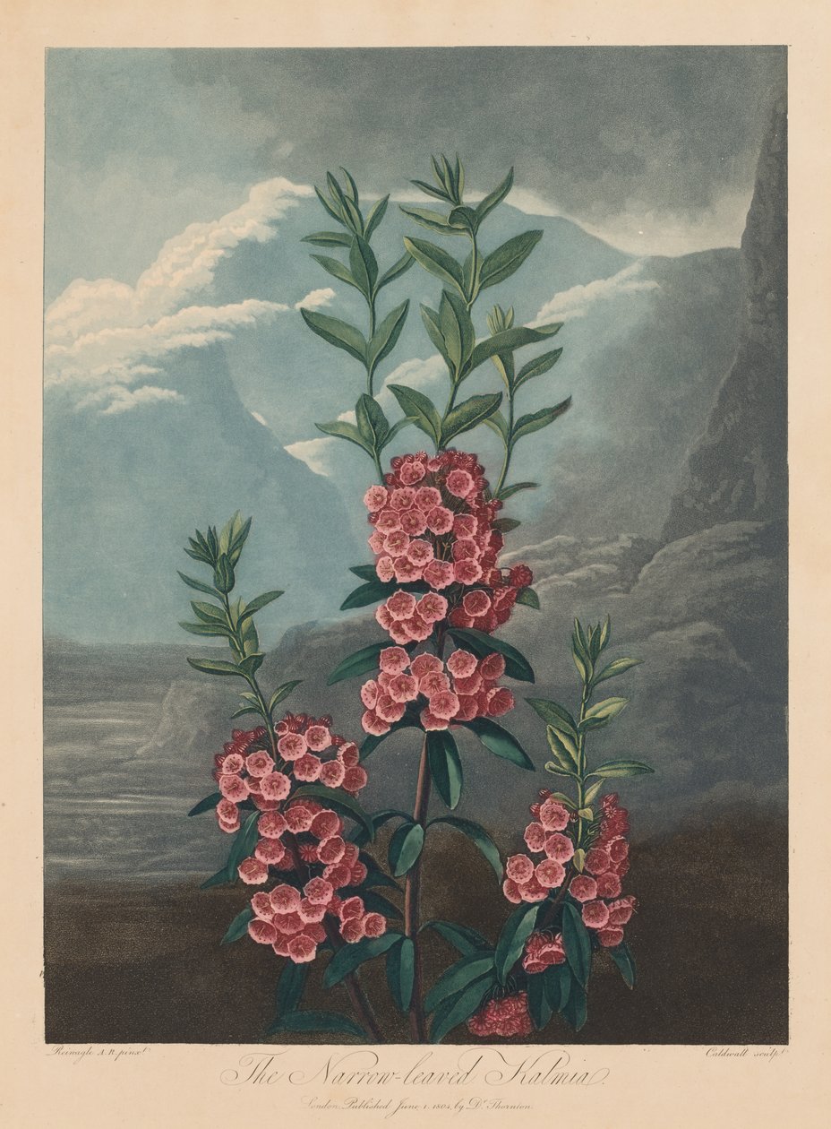 Floran temppeli eli luonnonpuutarha: Kapealehtinen Kalmia, Mountain Laurel, 1804. tekijältä Robert John Thornton