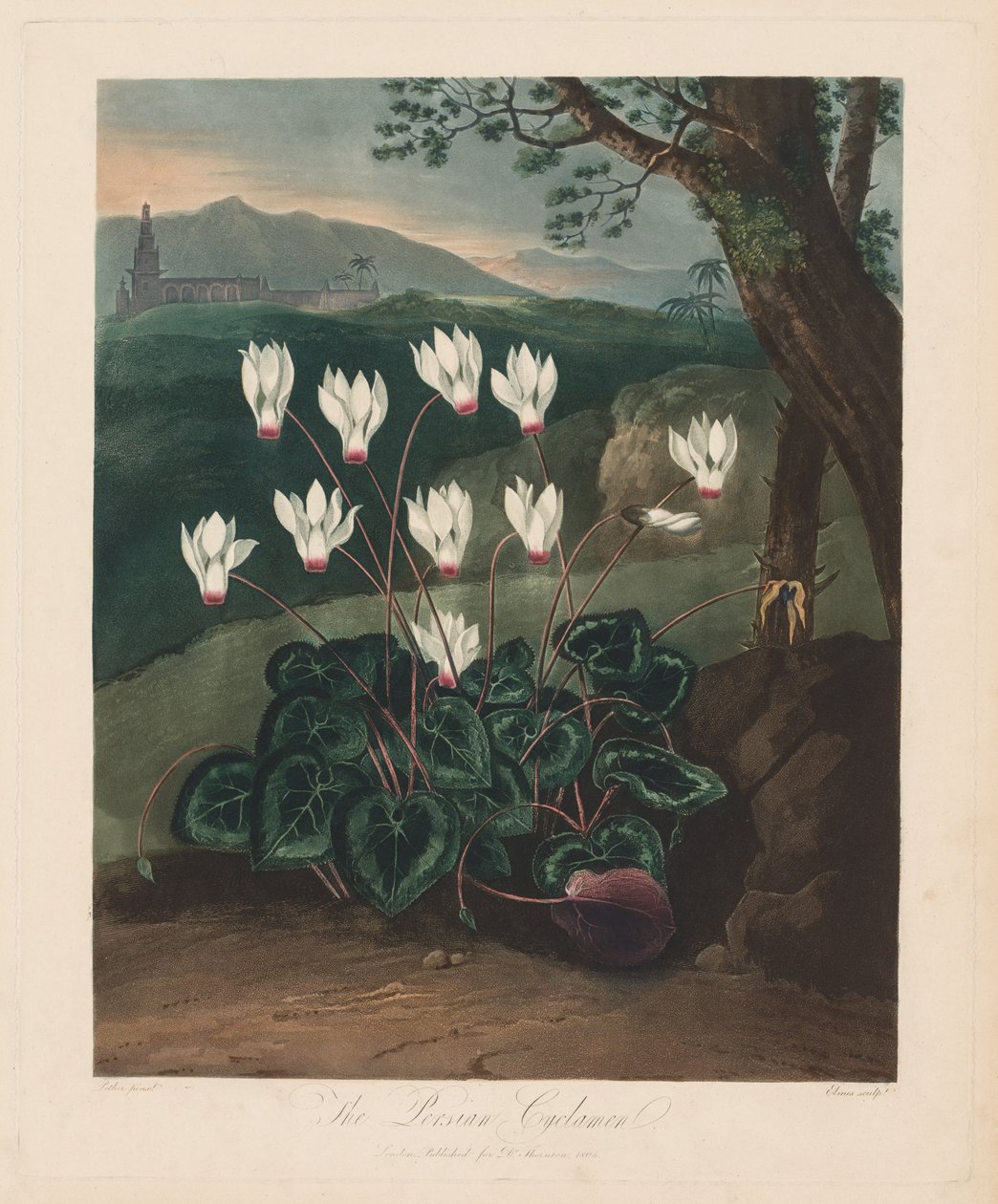 Floran temppeli eli luonnonpuutarha: Persialainen syklaami, 1799-1807. tekijältä Robert John Thornton