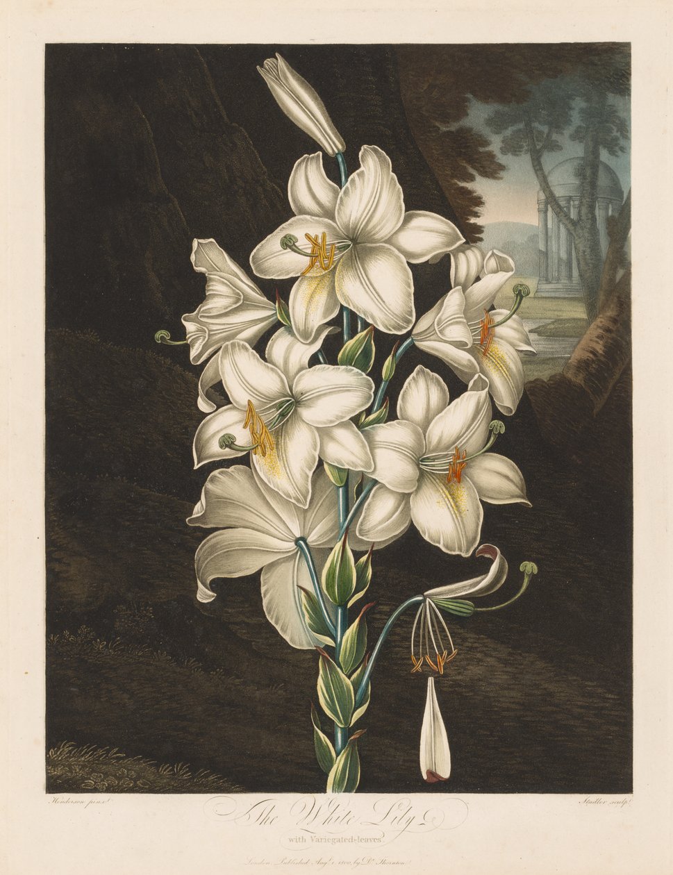 Floran temppeli eli luonnonpuutarha: Valkoinen lilja kirjavilla lehdillä, 1800. tekijältä Robert John Thornton