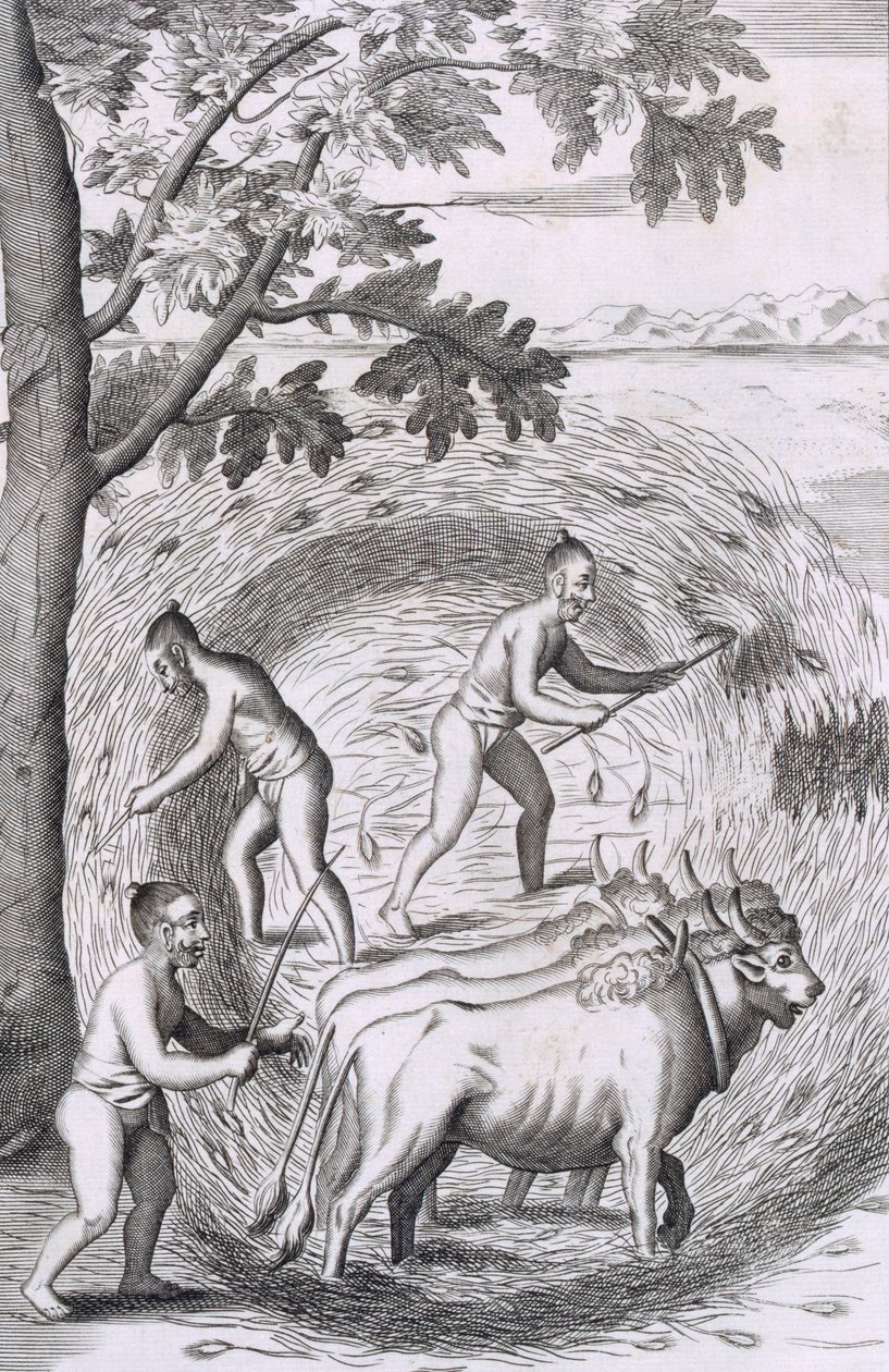 Tapa tallata riisiä, pubi. 1681. tekijältä Robert Knox