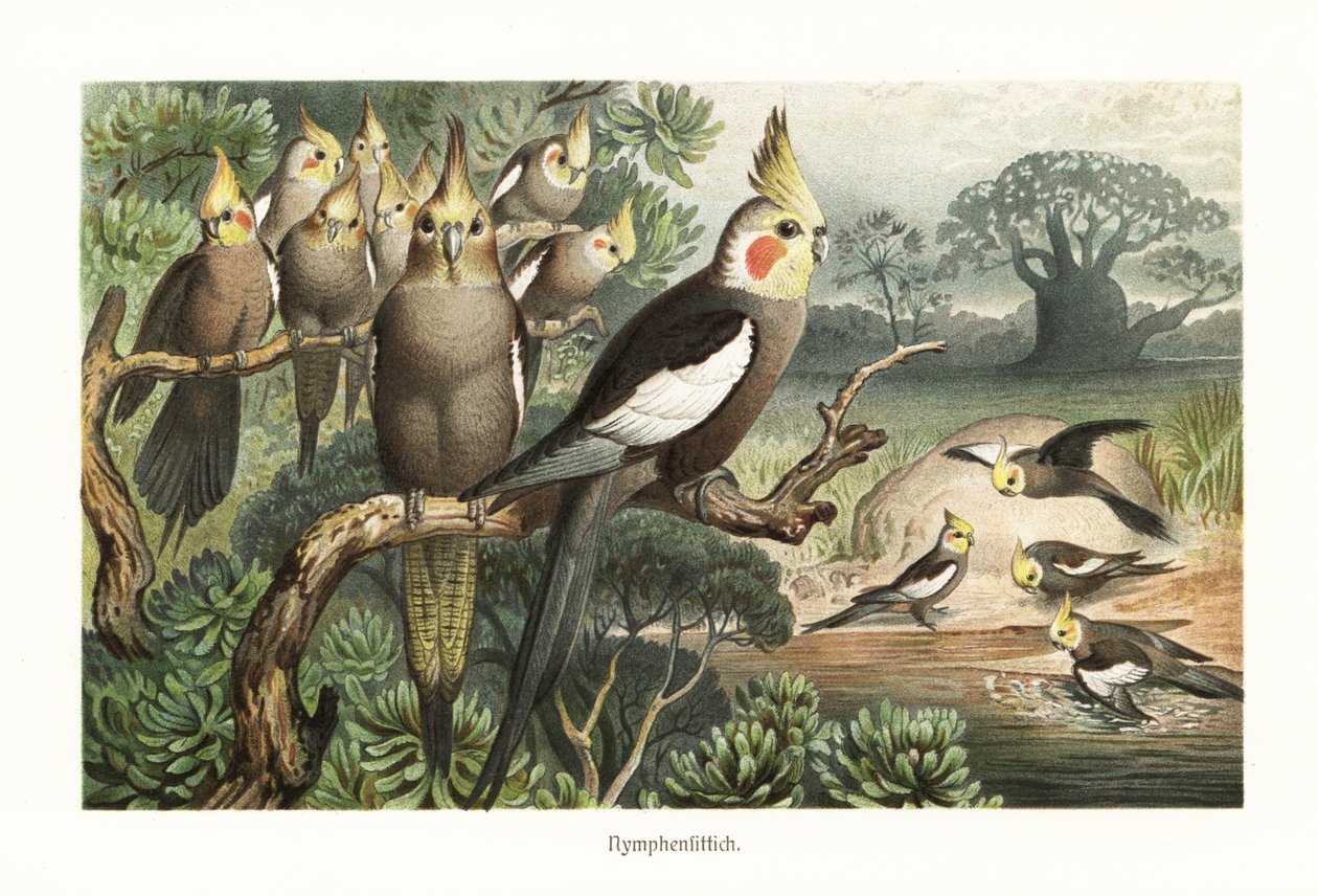 Kakkuparvi, Nymphicus hollandicus, vesikuolassa. 1882 (kromolitografia) tekijältä Robert Kretschmer