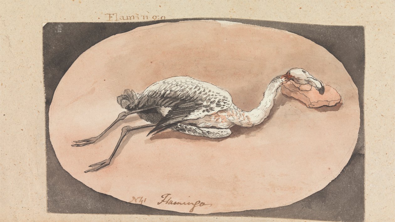 Flamingo tekijältä Robert Mabon