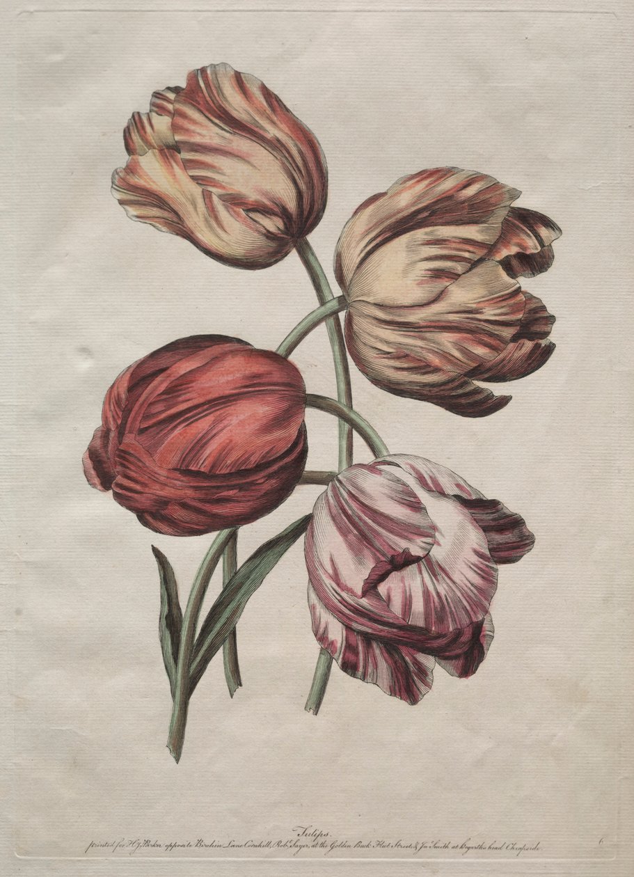 Kahdeksan kaunista luonnonkukkaryhmää ääriviivattuna, kirjoittanut de la Cour: Tulppaanit, c. 1770. tekijältä Robert Sayer