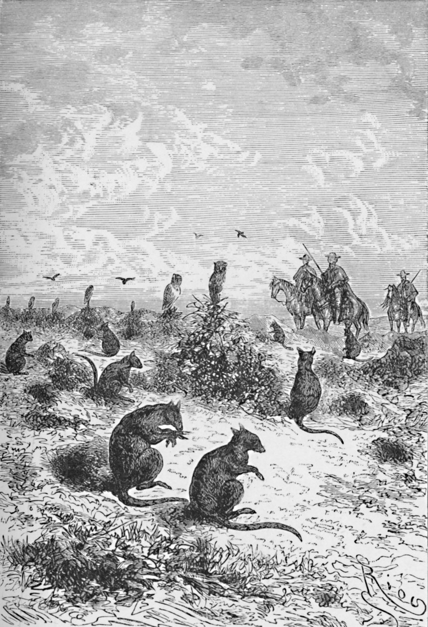 Bizcachas, 1885, 1890 tekijältä Robert Taylor Pritchett