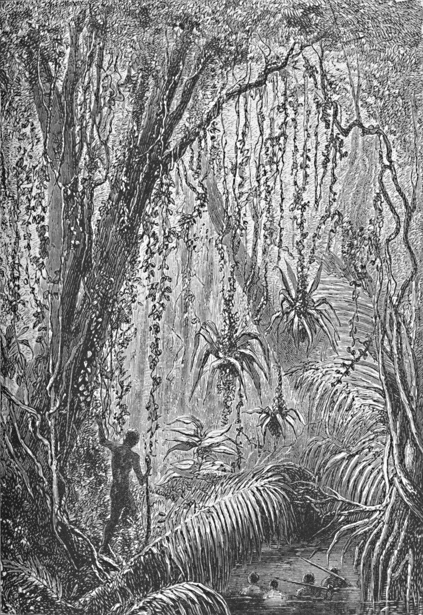 Brasilian metsä, 1885 1890 tekijältä Robert Taylor Pritchett