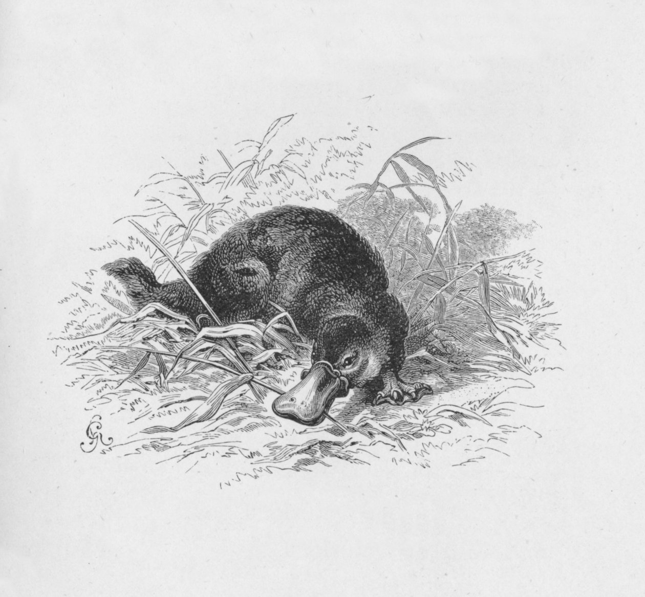 Ornithorhynchus Paradoxus, c1885, 1890 tekijältä Robert Taylor Pritchett