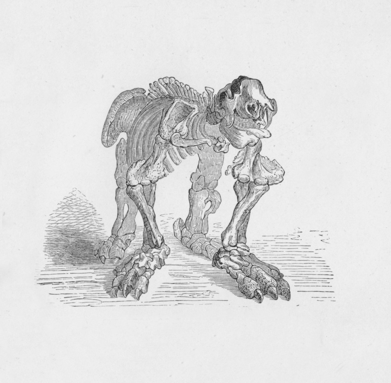 Megateriumin luuranko, c1885, 1890 tekijältä Robert Taylor Pritchett