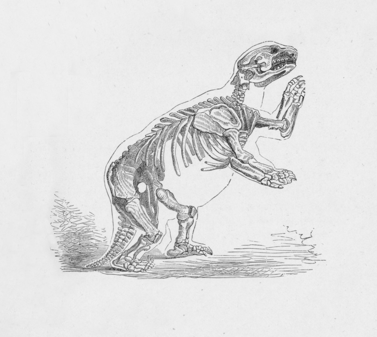 Mylodon Darwinii -luuranko, c1885, 1890 tekijältä Robert Taylor Pritchett