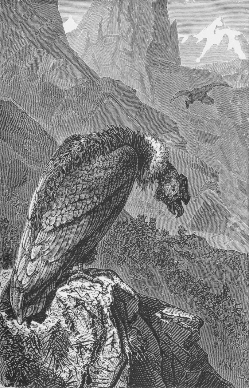 Condor, c1885, 1890 tekijältä Robert Taylor Pritchett